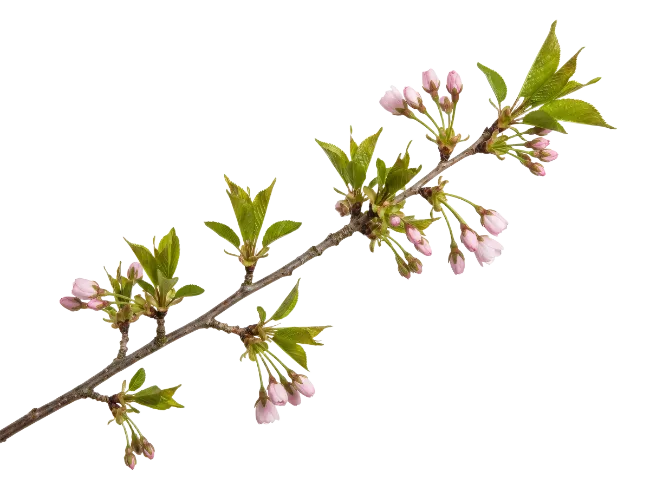Cherry Blossom Branch with Buds