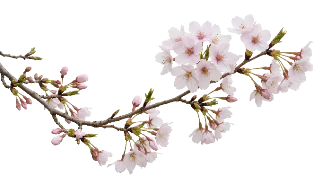 Cherry Blossom Branch with Flowers and Buds
