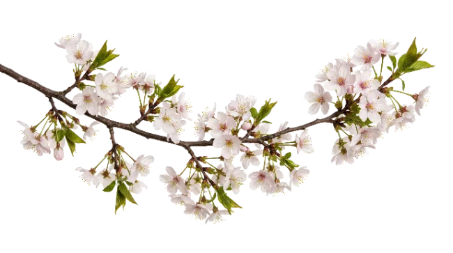 Cherry Blossom Branch with Pink Flowers