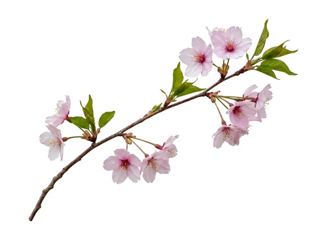 Cherry Blossom Branch with Pink Flowers