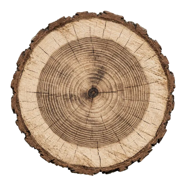 Circular Wood Log Cross Section with Rings