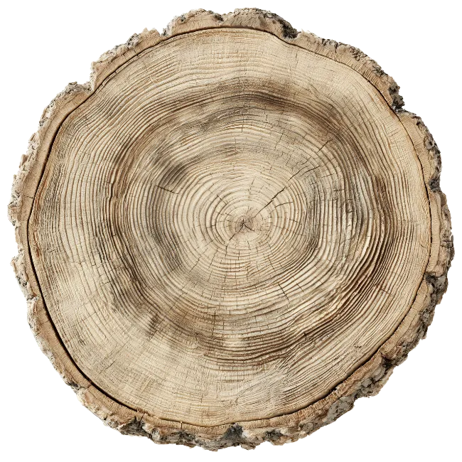 Circular Wood Log Slice with Growth Rings