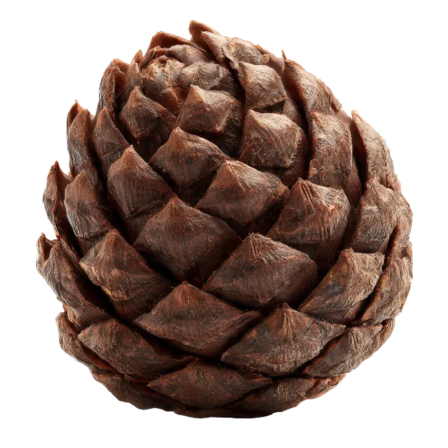 Closed brown pine cone isolated on black