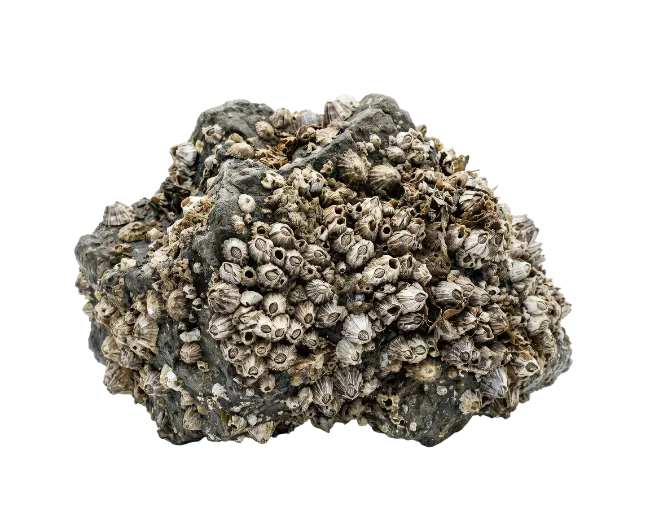 Cluster of barnacles on a dark rock