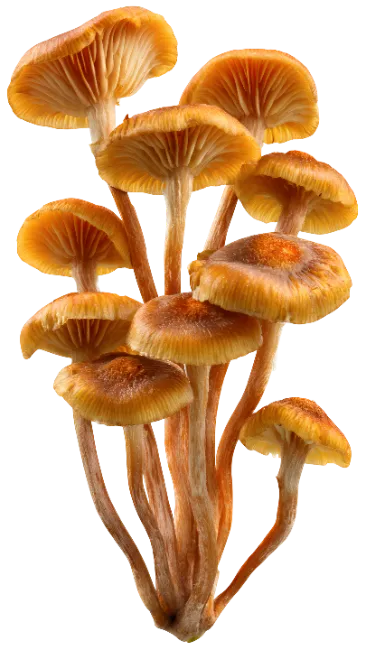 Cluster of fresh golden mushrooms