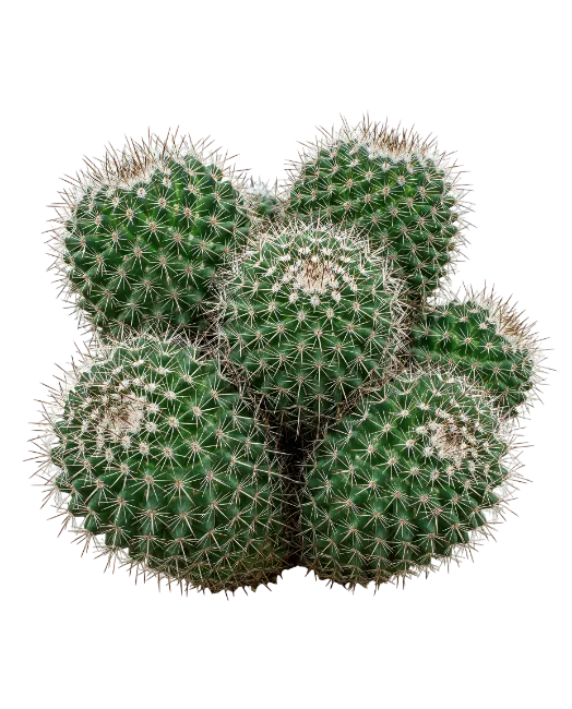 Cluster of Green Cactus Plants