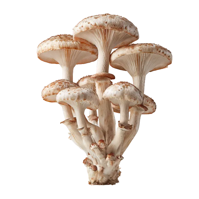 Cluster of Wild Mushrooms with Brown Caps
