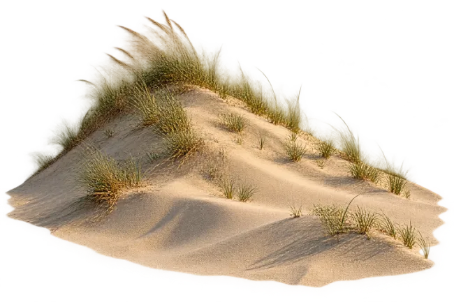 Coastal Sand Dune with Wild Beach Grass
