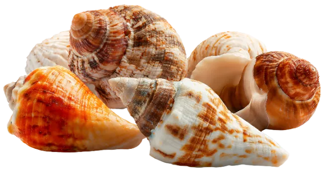 Collection of Marine Seashells