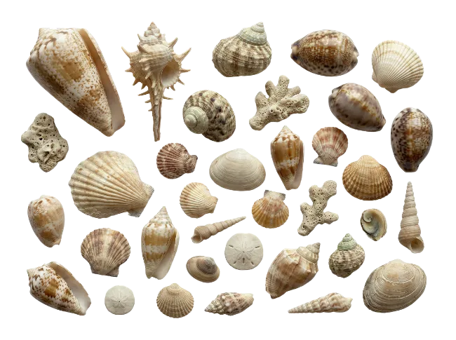 Collection of sea shells and coral pieces