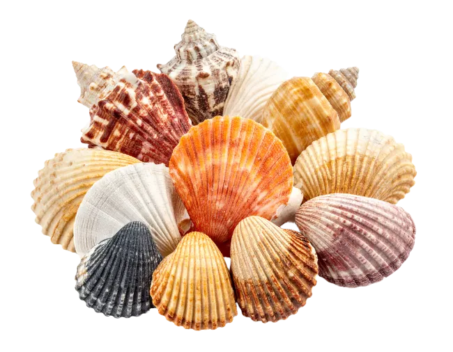 Collection Of Various Sea Shells