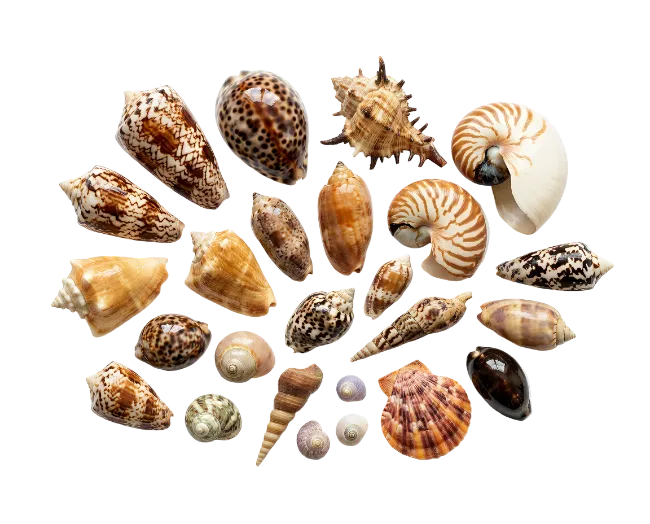 Collection of various sea shells