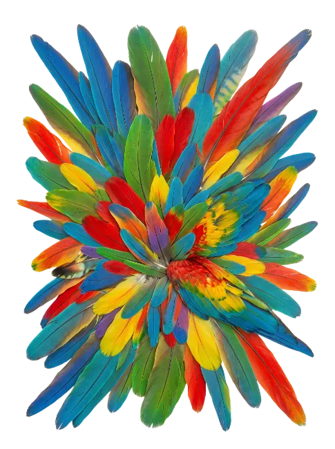 Colorful arrangement of vibrant tropical parrot feathers