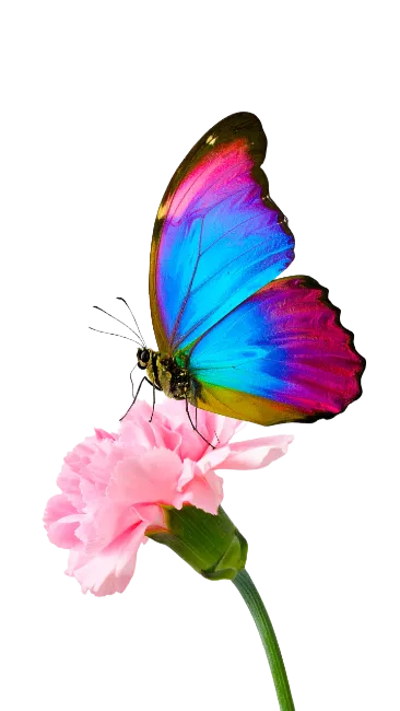 Colorful Butterfly on Pink Flower