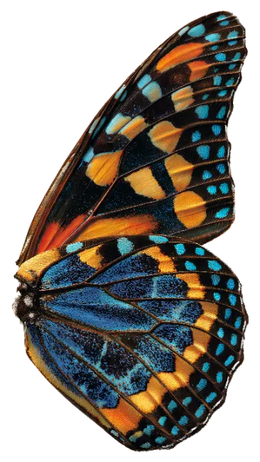 Colorful butterfly wing macro isolated on white