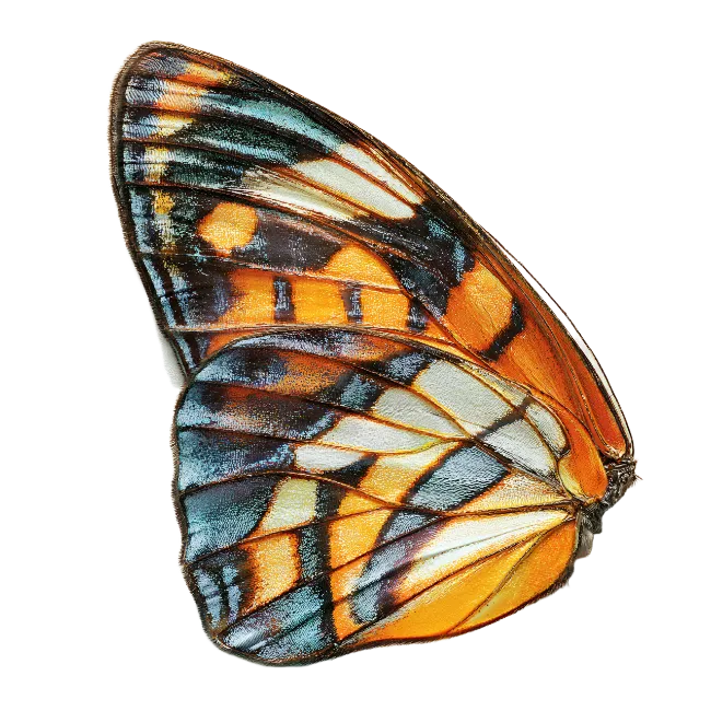 Colorful Butterfly Wing Pattern