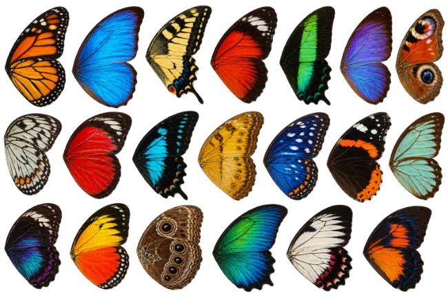 Colorful Butterfly Wings Collection
