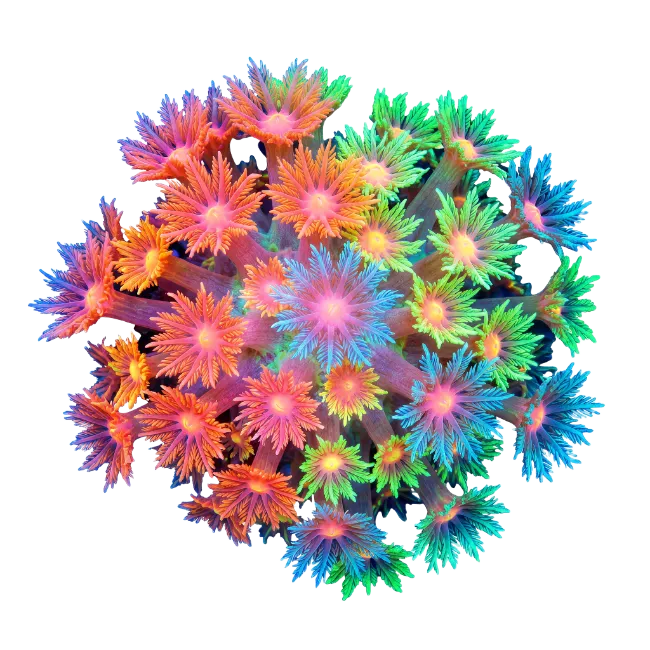Colorful Flower Coral Colony