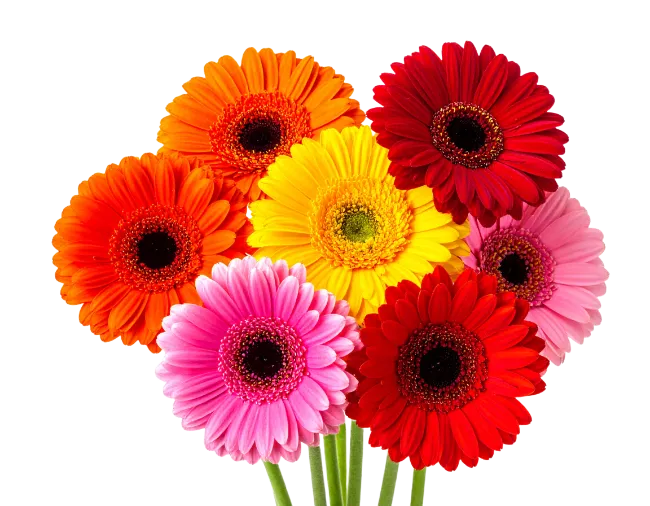 Colorful Gerbera Daisy Flower Bouquet