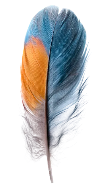 Colorful Macaw Feather Isolated on White Background