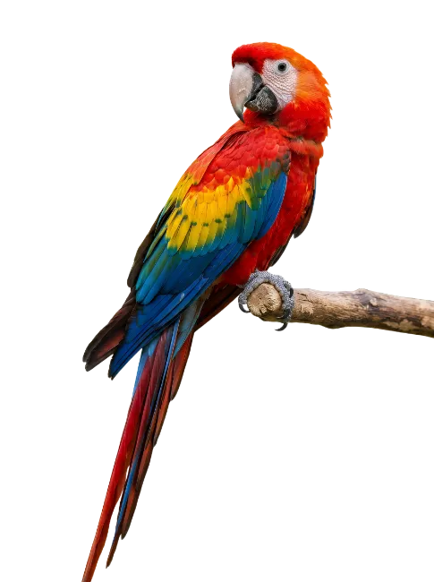 Colorful Macaw Parrot Perched on Branch