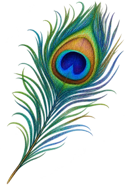 Colorful Peacock Feather Illustration