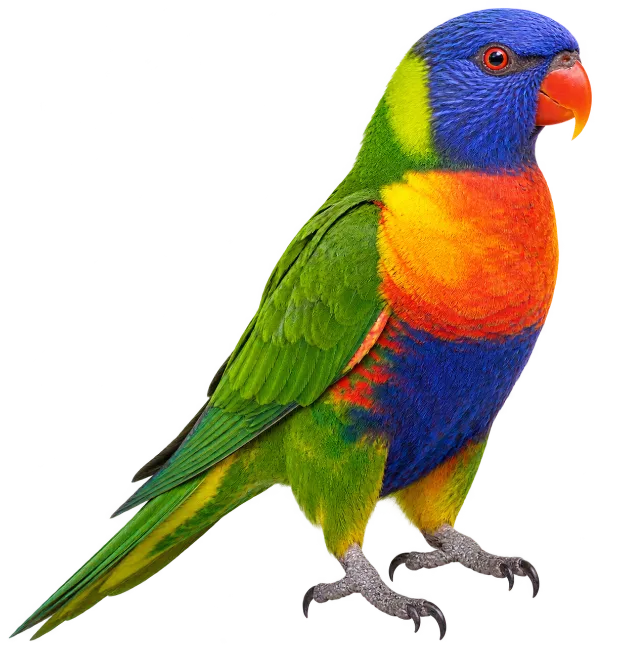 Colorful Rainbow Lorikeet Bird
