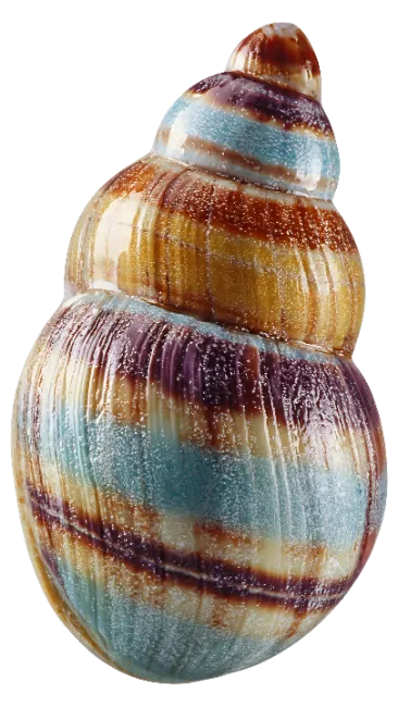 Colorful Striped Sea Snail Shell