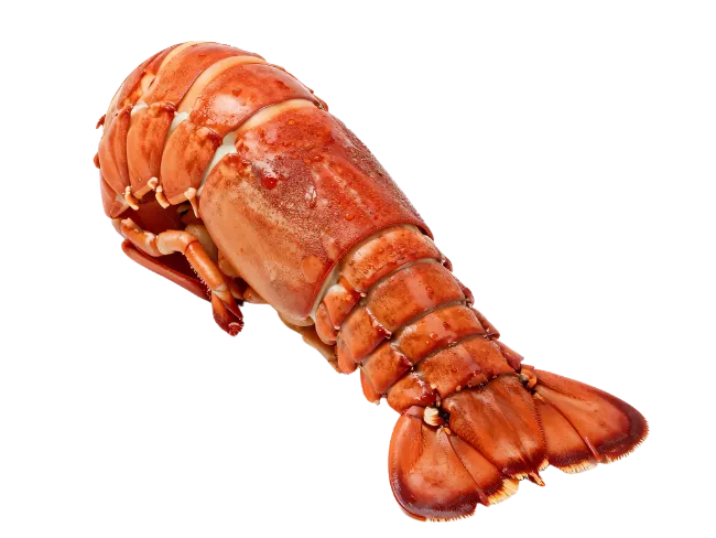 Cooked Lobster Tail Seafood