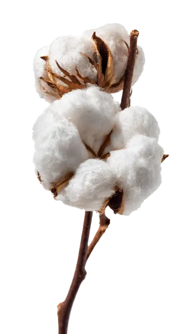 Cotton Branch with Fluffy Bolls