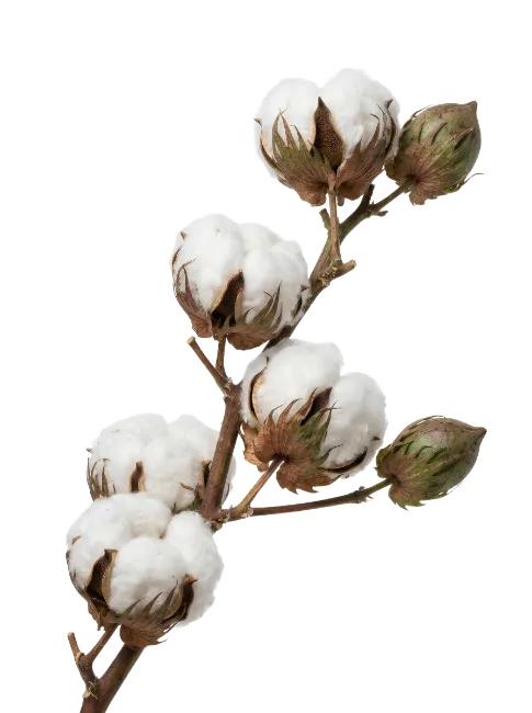 Cotton Branch with Fluffy Bolls and Buds