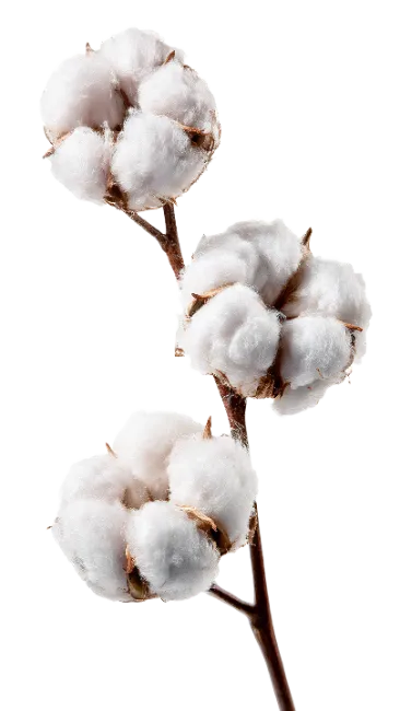 Cotton branch with fluffy white bolls