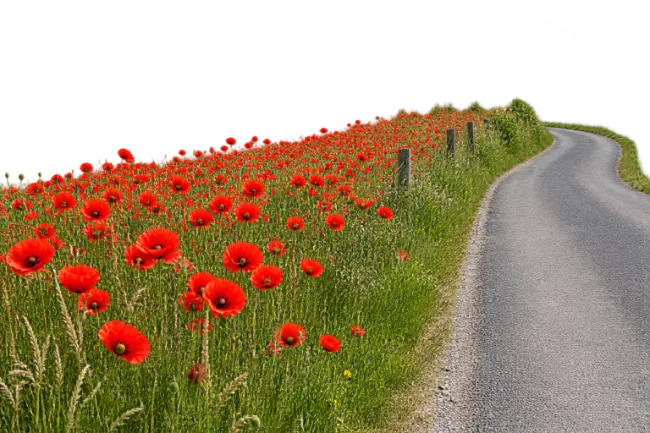 Country Road Along Red Poppy Field