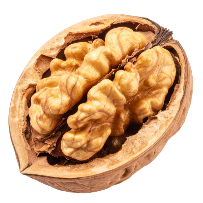 Cracked Walnut Half with Shell