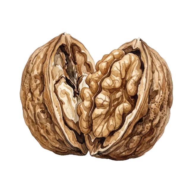 Cracked Walnut Watercolor Illustration