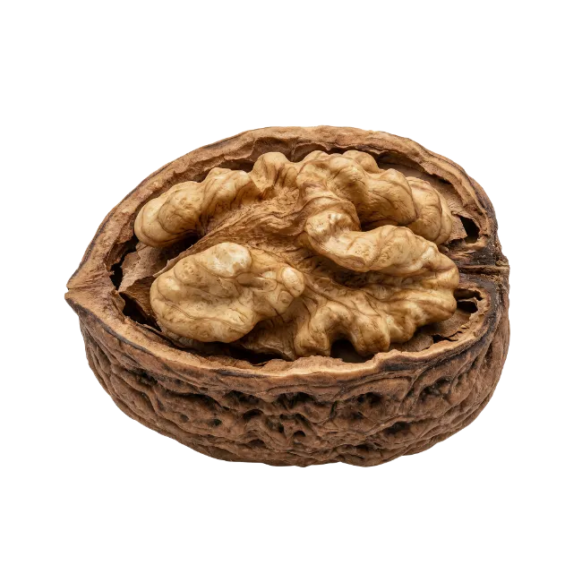 Cracked Walnut with Kernel Inside
