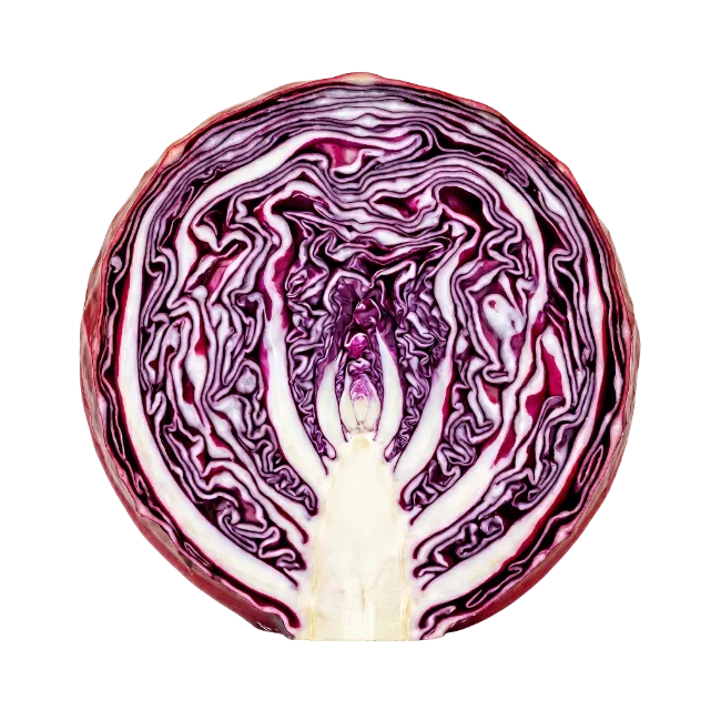 Cross section of a fresh red cabbage