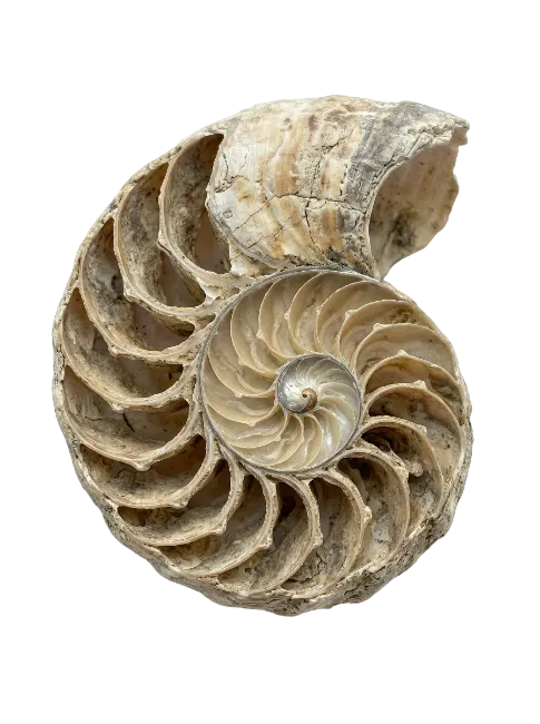Cross Section of a Nautilus Seashell