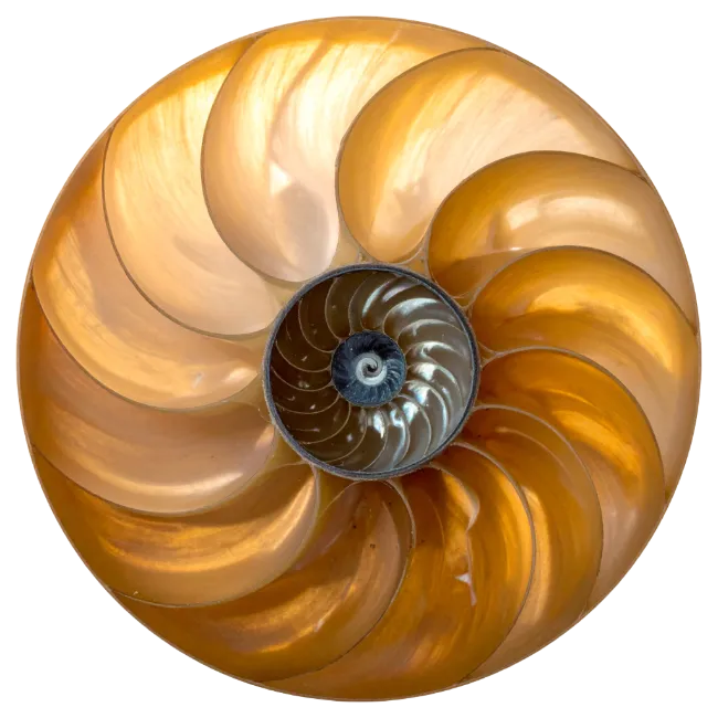 Cross Section of a Nautilus Shell