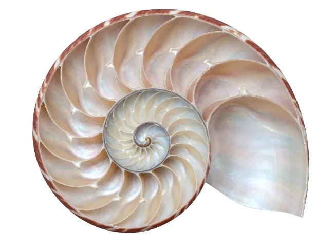 Cross Section of a Nautilus Shell