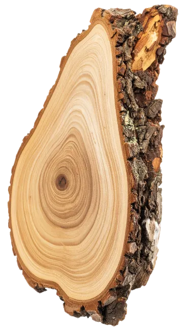 Cross Section of Pear Tree Wood Log