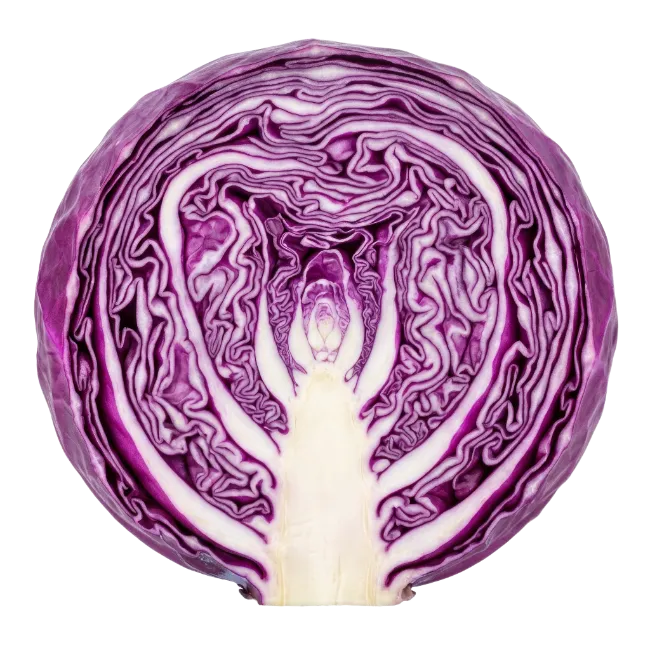 Cross Section of Red Cabbage