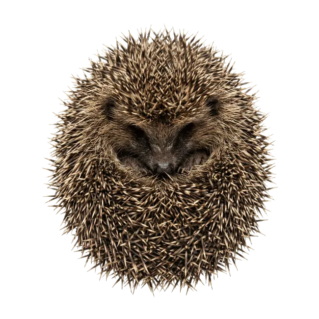 Curled Up European Hedgehog