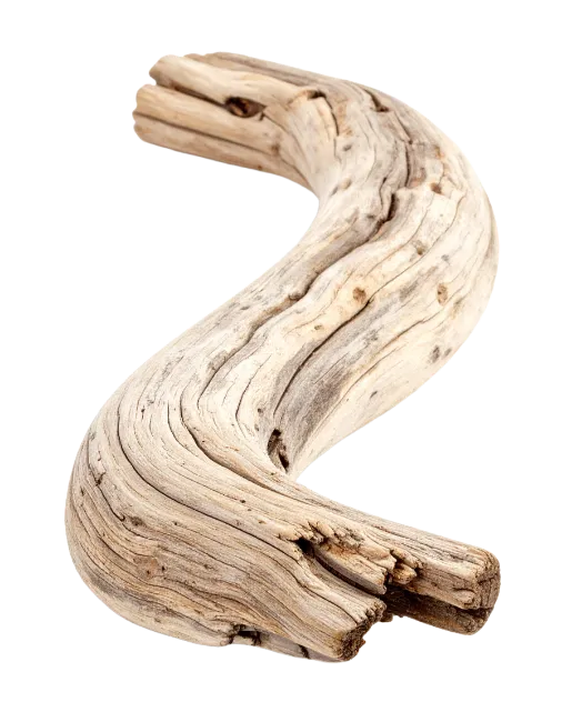 Curved Weathered Driftwood Log