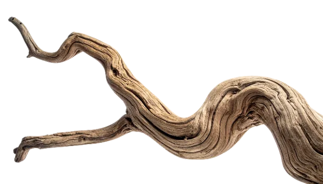 Curved Weathered Tree Branch