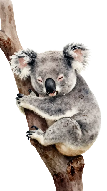 Cute Sleeping Koala Bear on Tree Branch Watercolor Illustration