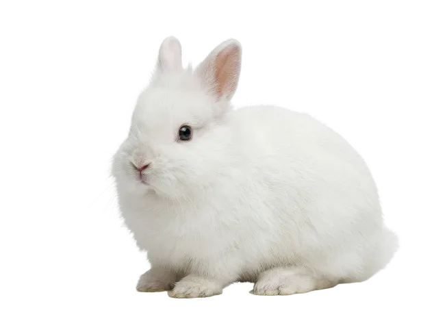 Cute White Rabbit Sitting