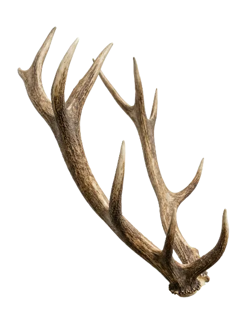Deer Antlers Horns Specimen