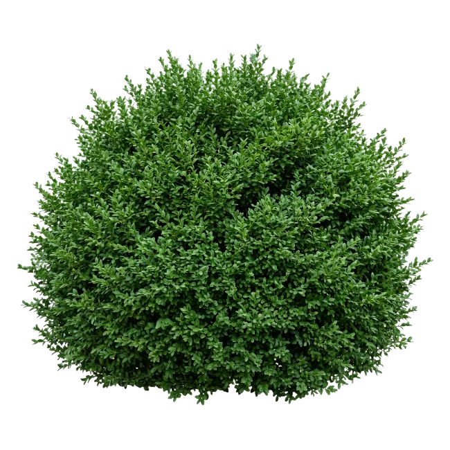 Dense Green Round Shrub
