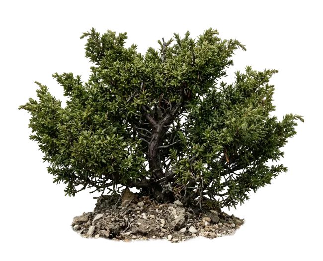 Dense Green Shrub With Exposed Roots